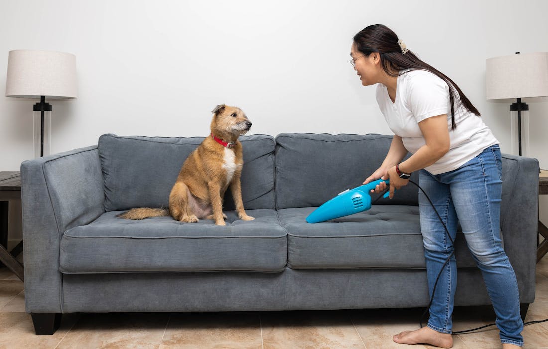 Kruimeldief hond dierenharen Zo kies je de beste kruimeldief voor dierenharen